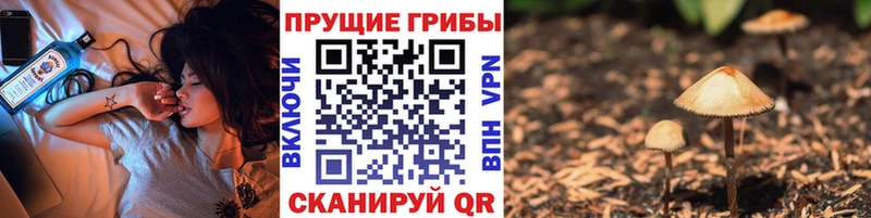 Псилоцибиновые грибы GOLDEN TEACHER  Купить где  Новосокольники 